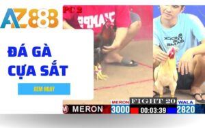 Da Ga Cua Sat Hinh Thuc Ca Cuoc Duoc Ua Chuong Nhat Tai Da Ga AZ888 1 1 1 1