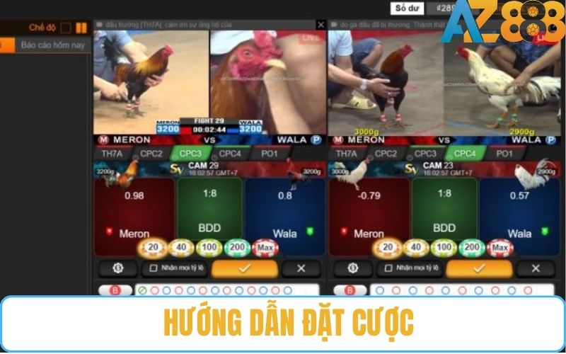 Hướng dẫn dặt cược đá gà cựa sắt chi tiết tại đá gà AZ888
